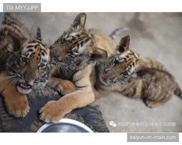 深圳豪取14连胜稳居第三 华南虎展现争冠底蕴